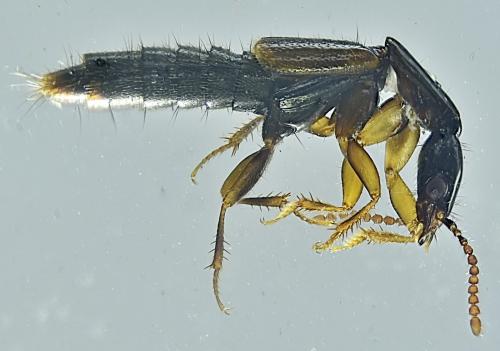 Réf. 353 265 : Othius laeviusculus